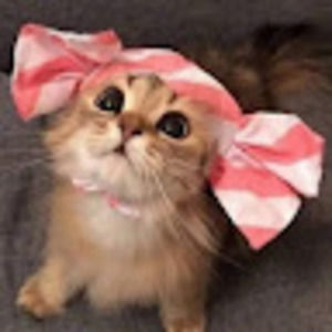 Meet your Posher, Kim